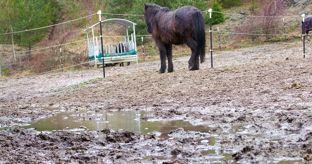 Horse standing in a muddy paddock with standing water, highlighting the need for EcoGrid ground reinforcement