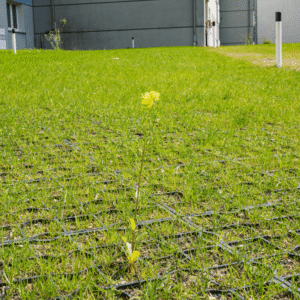 ecogrid-grass-permeable-paving